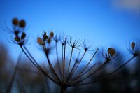 Kikkerbloem