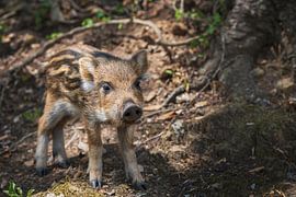 Klein wild biggetje van een wild zwijn van Anouschka Hendriks