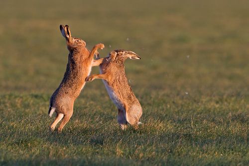 Boxende Hazen in de polder in laatste licht