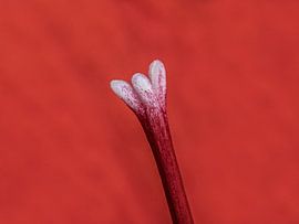 Stamper van een amarillusplant by Harrie Muis