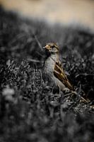 Bird I