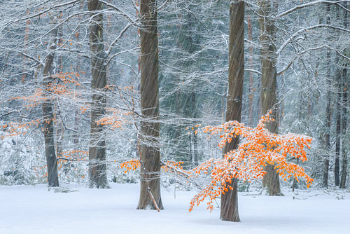 Beukenbos in de winter met sneeuw
