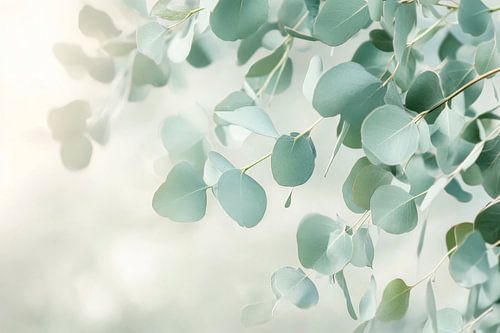 Eucalyptusbladeren