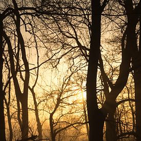 Le soleil colore la brume à travers les arbres sur Rik Verslype