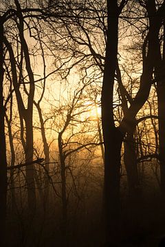 The sun colors the fog through the trees