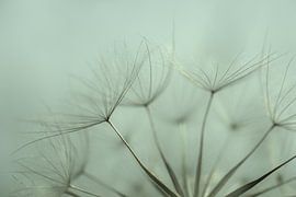 Nature close up beauty Meadow Salsify