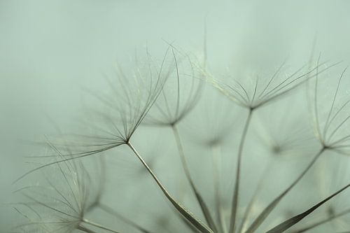 La beauté de la nature vue de près : la scorsonère des prés sur Sjoerd van der Wal Photographie