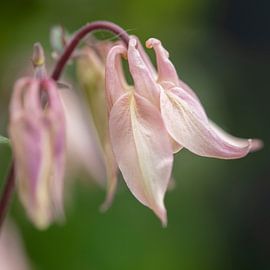 aquilegia rose dans le jardin