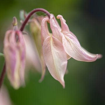 pink aquilegia in the garden by anne droogsma
