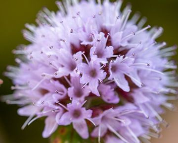 Violet Mint Flower by Robbert De Reus