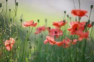 Poppies by Jana Behr thumbnail