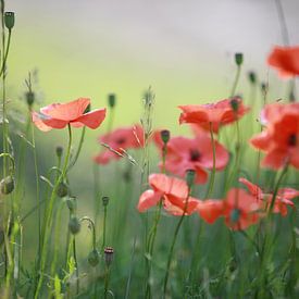 Coquelicots sur Jana Behr