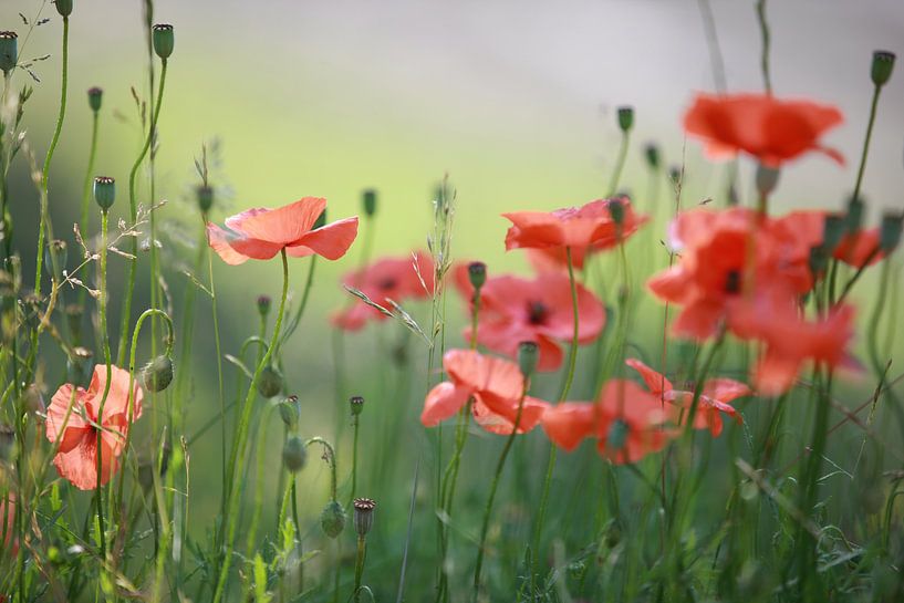 Poppies by Jana Behr
