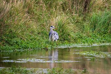 Blauwe reiger in het water van Marcel Alsemgeest