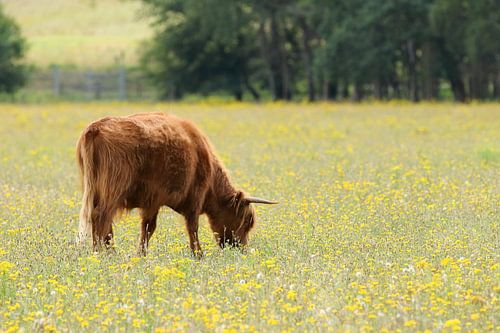 Scottish Highlander grazing in a meadow with yellow flowers.