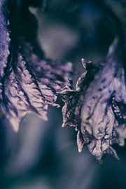 Nahaufnahme von roten Shiso-Blättern