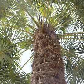 Palme mit Stamm im Detail im Sommer in Bad Kissingen von Martin Flechsig