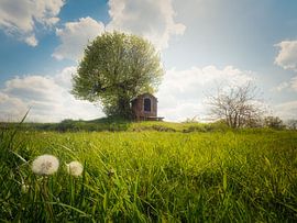 The solitary lime tree by Loris Photography
