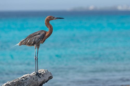 Gardien tropical de Bonaire