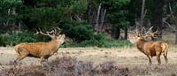 Red Deer während der Brunft auf der Hoge Veluwe von Erwin Maassen van den Brink Miniaturansicht