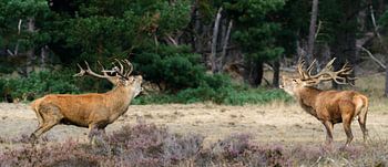 Red Deer während der Brunft auf der Hoge Veluwe