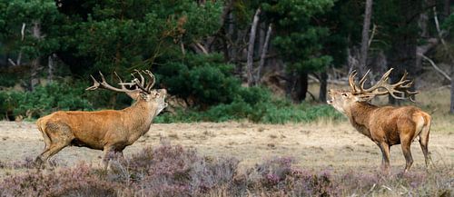 Burlende Edelherten tijdens bronst op de Hoge Veluwe