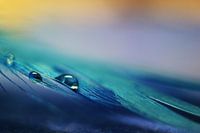 Raindrops