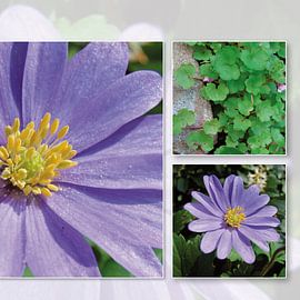 Blume violett von Irene Polak