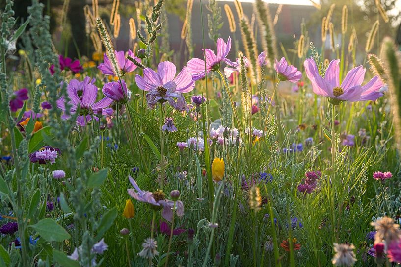 Flower meadow in Alsace by Tanja Voigt
