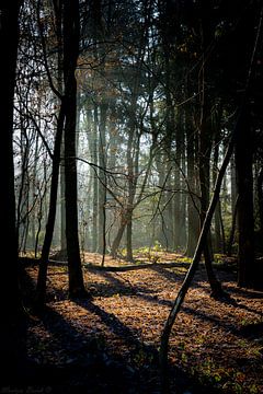 A walk through the forest by Martijn Brink