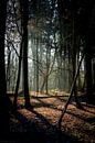 Een wandeling door het bos van Martijn Brink thumbnail