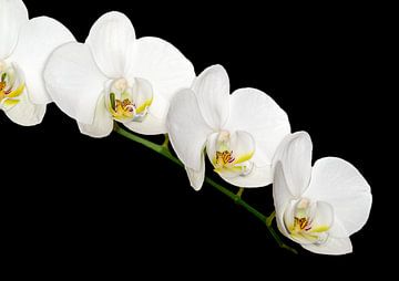 Weiße Orchidee von Dennis Carette