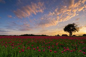 Poppy landscape