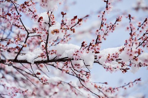 Kersenbloesem in de sneeuw