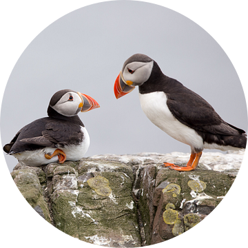 en nu goed luisteren...