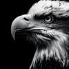 Gros plan sur un aigle – Portrait majestueux en noir et blanc sur drdigitaldesign