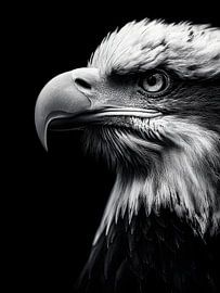 Adler Nahaufnahme – Majestätisches Schwarzweiß Porträt von drdigitaldesign