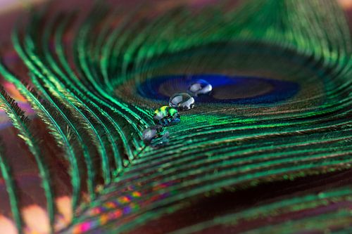 Pfauenfeder mit Wassertropfen