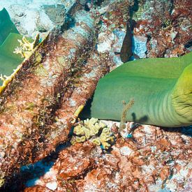 Green moray eel by Roel Jungslager