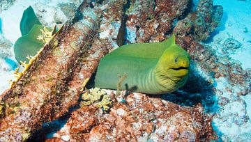 Green moray eel by Roel Jungslager
