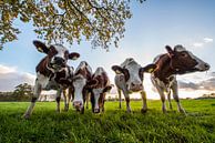 Neugierige Kühe in einer Reihe von Rob Herstel Miniaturansicht