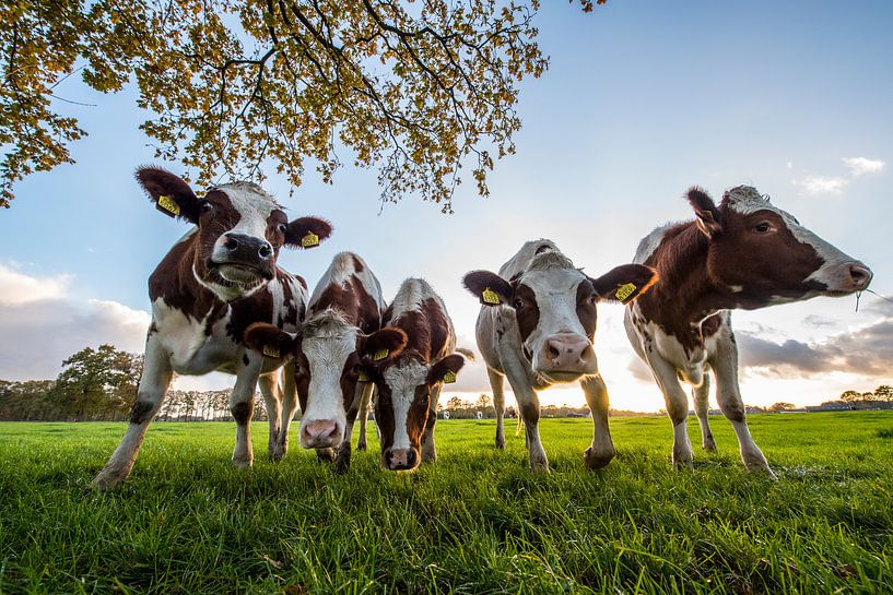 Neugierige Kühe in einer Reihe von Rob Herstel