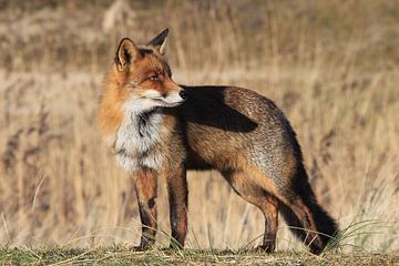 Fuchs von Eveline van Beusichem