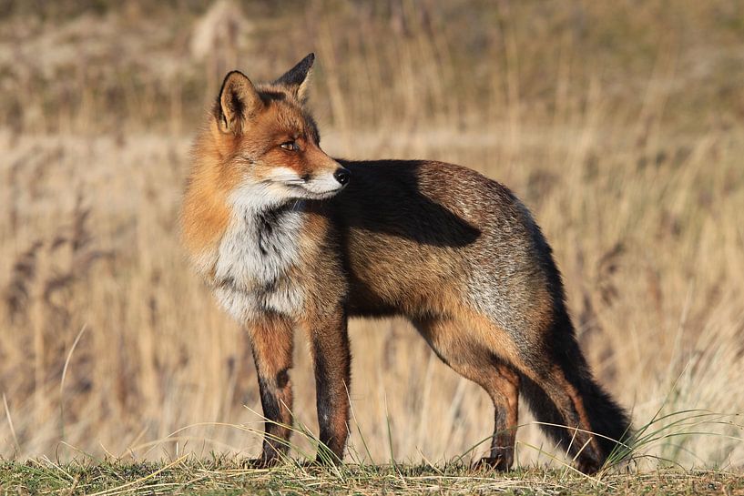 Fox by Eveline van Beusichem