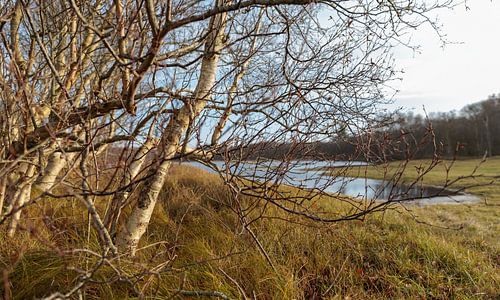Svhiermonnikoog - Lac des dunes et forêt de bouleaux, mi-décembre