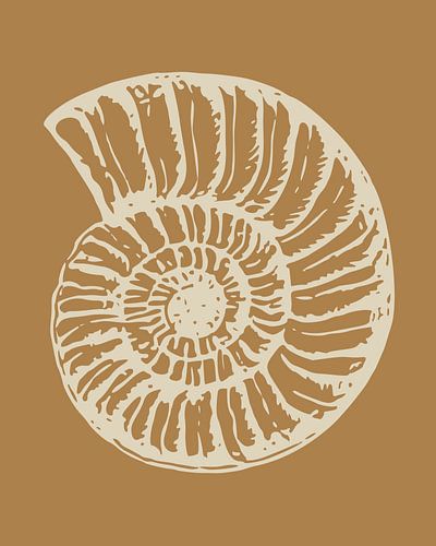 Snails shell