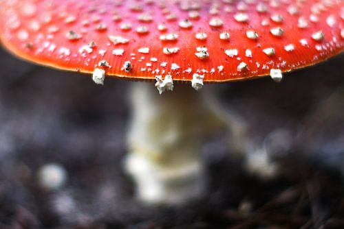 Fly agaric fungus