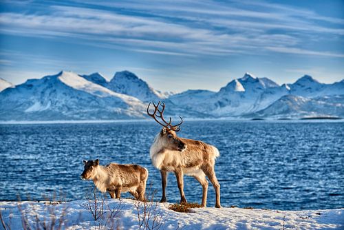 Rentier am Meer vor schneebedeckten Bergen