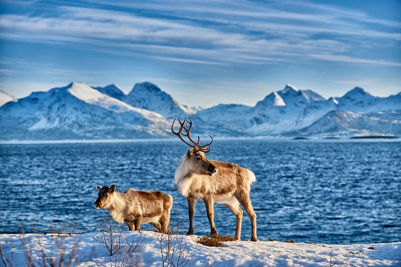  Reindeer en mer contre les montagnes enneigées par Jürgen Ritterbach
