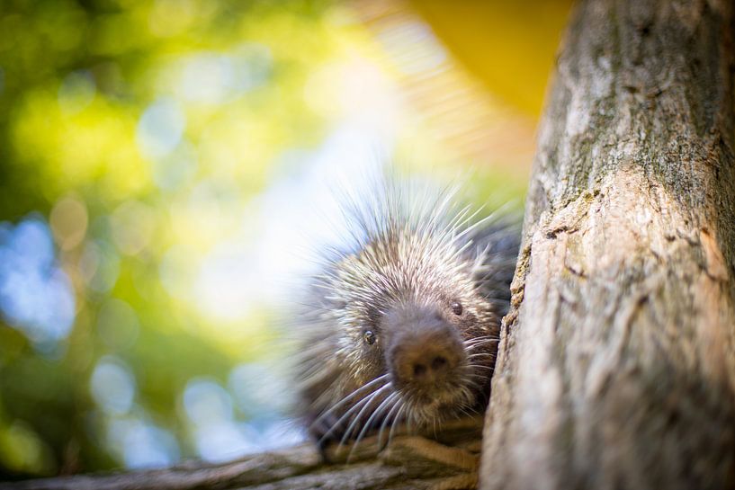 Wer guggt den da? von Tierfotografie.Harz